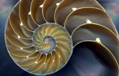 seashell fractal